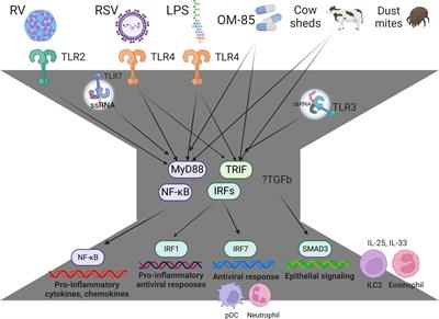 Emerging role for interferons in respiratory viral infections and childhood asthma